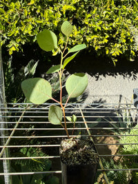 Silver Dollar Eucalyptus – Fragrant Bonsai Starter Tree