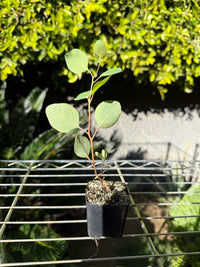 Silver Dollar Eucalyptus – Fragrant Bonsai Starter Tree