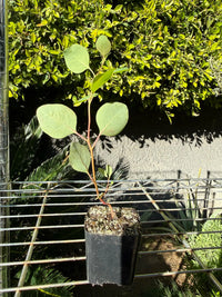 Silver Dollar Eucalyptus – Fragrant Bonsai Starter Tree
