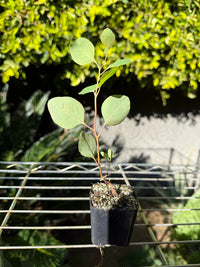 Silver Dollar Eucalyptus – Fragrant Bonsai Starter Tree
