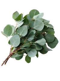 Silver Dollar Eucalyptus – Fragrant Bonsai Starter Tree