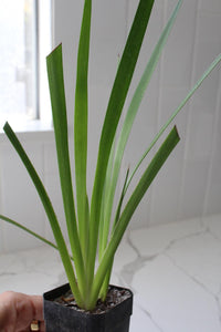 Red Kangaroo Paw – Drought Tolerant Landscaping Plant