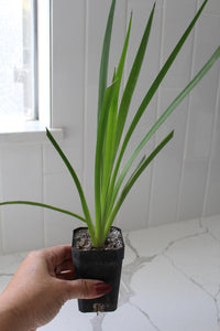 Red Kangaroo Paw – Drought Tolerant Landscaping Plant