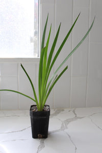 Red Kangaroo Paw – Drought Tolerant Landscaping Plant