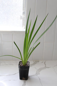 Red Kangaroo Paw – Drought Tolerant Landscaping Plant