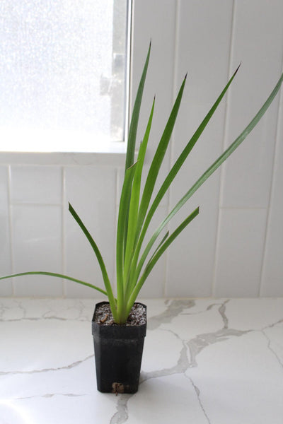 Red Kangaroo Paw – Drought Tolerant Landscaping Plant