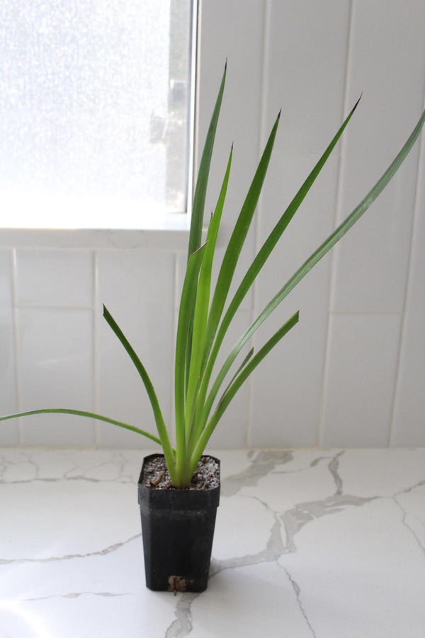 Red Kangaroo Paw – Drought Tolerant Landscaping Plant