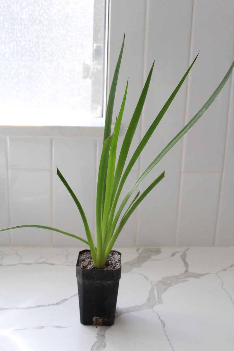 Red Kangaroo Paw – Drought Tolerant Landscaping Plant