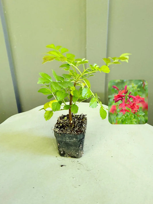 Red Cape Honeysuckle – Hardy Flowering Garden Shrub