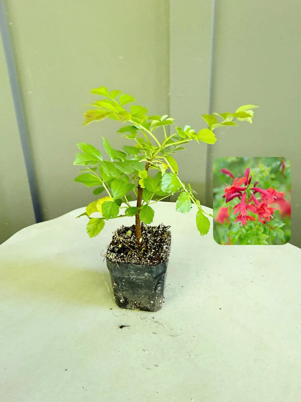 Red Cape Honeysuckle – Hardy Flowering Garden Shrub