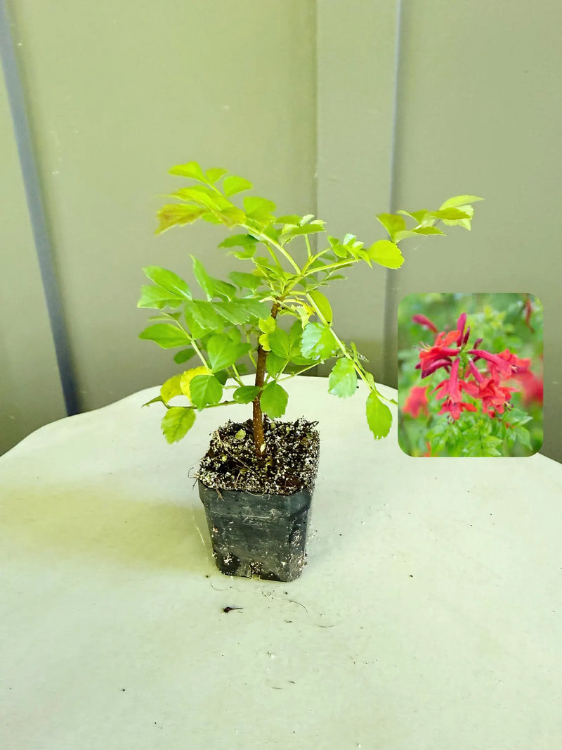 Red Cape Honeysuckle – Hardy Flowering Garden Shrub