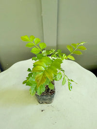 Red Cape Honeysuckle – Hardy Flowering Garden Shrub