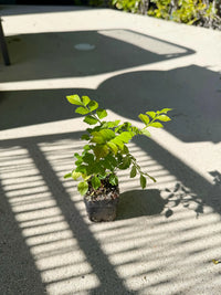 Red Cape Honeysuckle – Hardy Flowering Garden Shrub