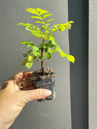 Red Cape Honeysuckle – Hardy Flowering Garden Shrub