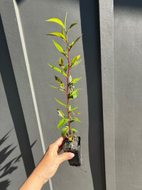 Peppermint Willow – Aromatic Bonsai Starter Tree
