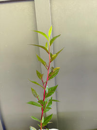 Peppermint Willow – Aromatic Bonsai Starter Tree