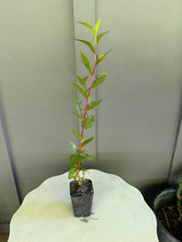 Peppermint Willow – Aromatic Bonsai Starter Tree