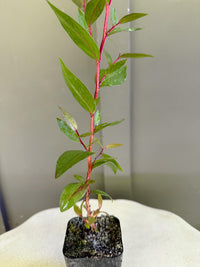 Peppermint Willow – Aromatic Bonsai Starter Tree
