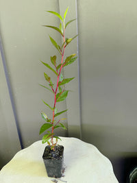 Peppermint Willow – Aromatic Bonsai Starter Tree