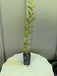 Peppermint Willow – Aromatic Bonsai Starter Tree