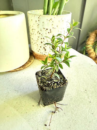 Dwarf Myrtle – Evergreen Bonsai Starter Tree (2 Inch)