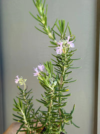 Pink Rosemary Majorca – Fragrant Culinary Herb Starter