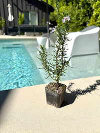 Pink Rosemary Majorca – Fragrant Culinary Herb Starter