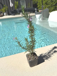 Pink Rosemary Majorca – Fragrant Culinary Herb Starter