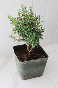 Dwarf Myrtle – Evergreen Bonsai Starter Tree (4 Inch)