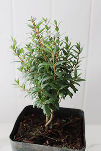 Dwarf Myrtle – Evergreen Bonsai Starter Tree (4 Inch)
