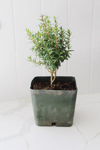 Dwarf Myrtle – Evergreen Bonsai Starter Tree (4 Inch)