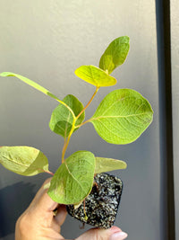 Silver Dollar Eucalyptus – Fragrant Bonsai Starter Tree