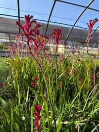 Red Kangaroo Paw – Drought Tolerant Landscaping Plant