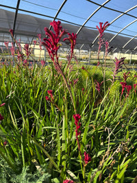 Red Kangaroo Paw – Drought Tolerant Landscaping Plant