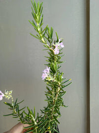 Pink Rosemary Majorca – Fragrant Culinary Herb Starter