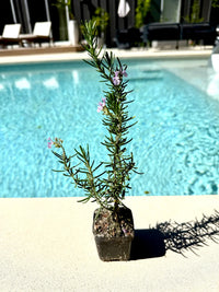 Pink Rosemary Majorca – Fragrant Culinary Herb Starter