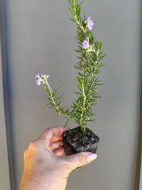 Pink Rosemary Majorca – Fragrant Culinary Herb Starter
