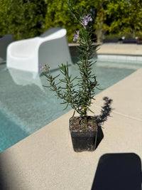 Pink Rosemary Majorca – Fragrant Culinary Herb Starter