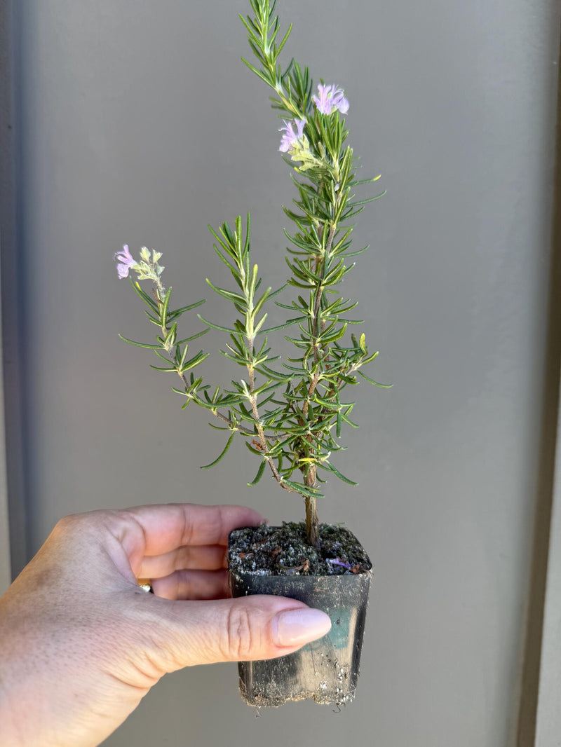 Pink Rosemary – Fragrant Culinary Herb Starter
