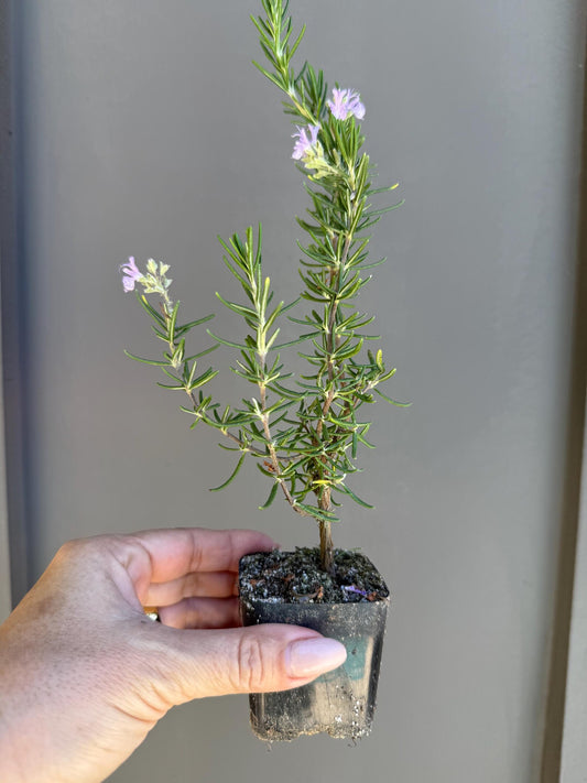 Pink Rosemary – Fragrant Culinary Herb Starter