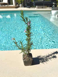 Pink Rosemary Majorca – Fragrant Culinary Herb Starter