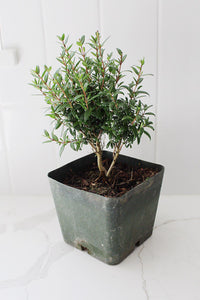 Dwarf Myrtle – Evergreen Bonsai Starter Tree (4 Inch)