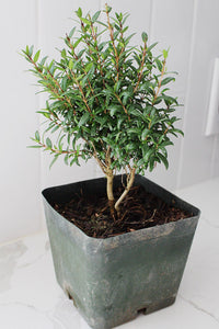 Dwarf Myrtle – Evergreen Bonsai Starter Tree (4 Inch)