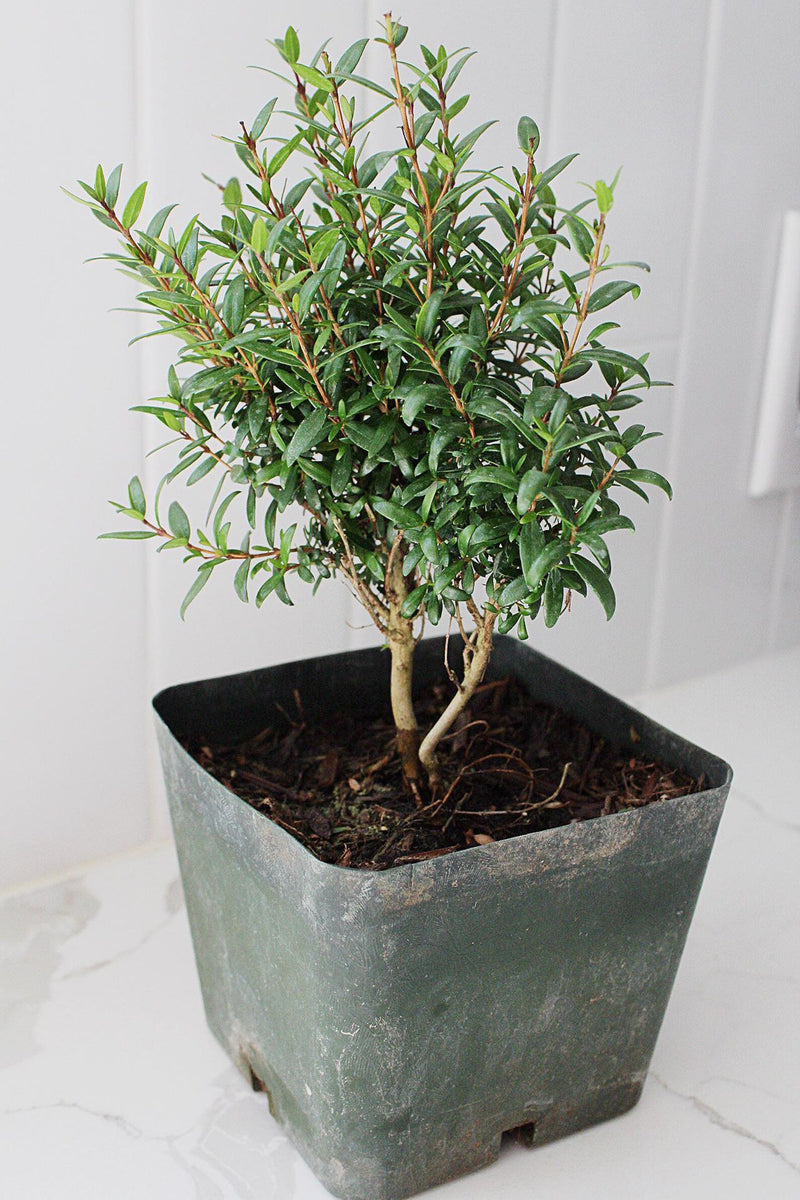 Dwarf Myrtle – Evergreen Bonsai Starter Tree (4 Inch)