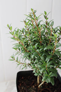 Dwarf Myrtle – Evergreen Bonsai Starter Tree (4 Inch)