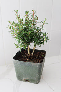 Dwarf Myrtle – Evergreen Bonsai Starter Tree (4 Inch)