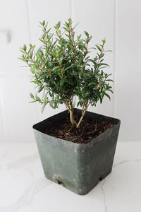 Dwarf Myrtle – Evergreen Bonsai Starter Tree (4 Inch)