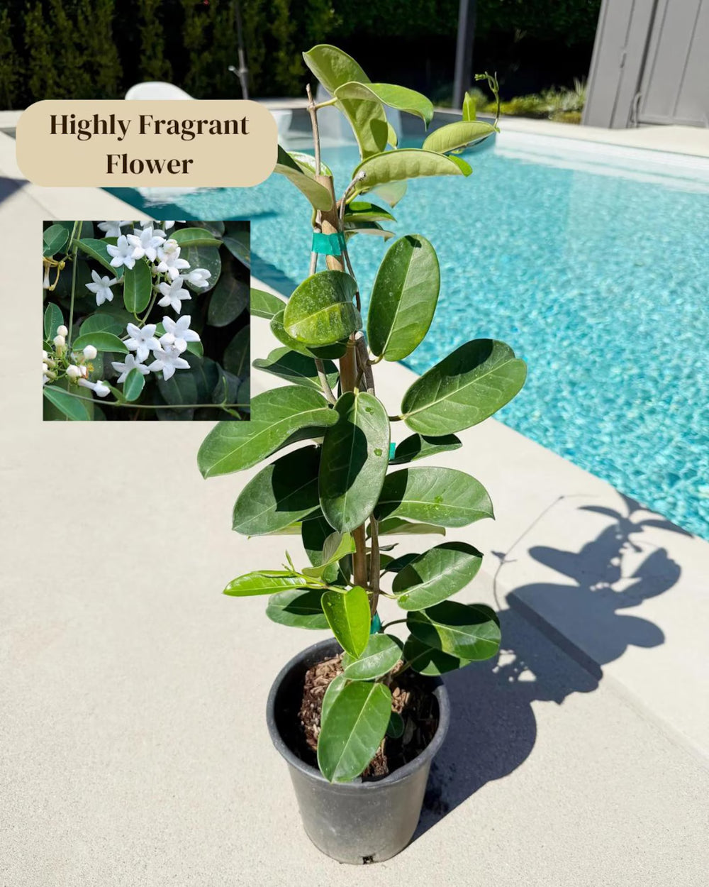 Madagascar Jasmine (Stephanotis) – Fragrant Flowering Vine (1 Gallon)