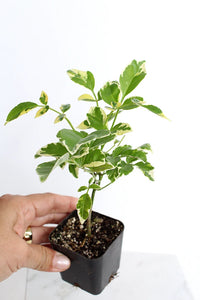 Variegated Pink Bower Vine – Flowering Garden Climber