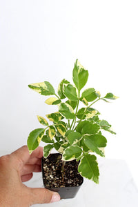 Variegated Pink Bower Vine – Flowering Garden Climber